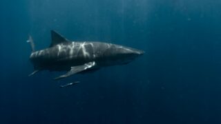 A great white shark in deep waters.