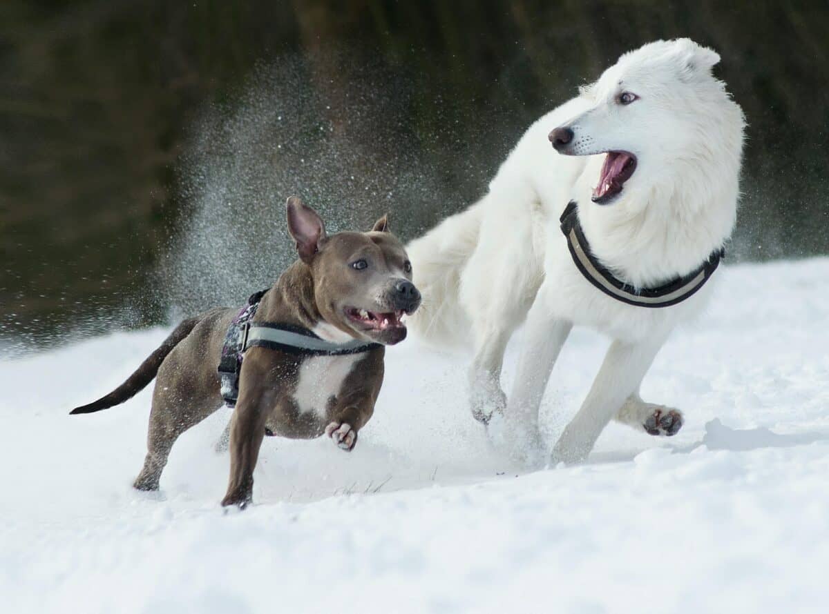 Two dogs running on the snow.
