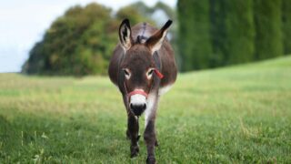 A donkey walking towards the camera.