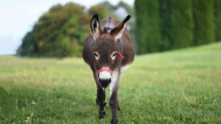 Wild Donkey Roundup Sparks Outcry in Southern California