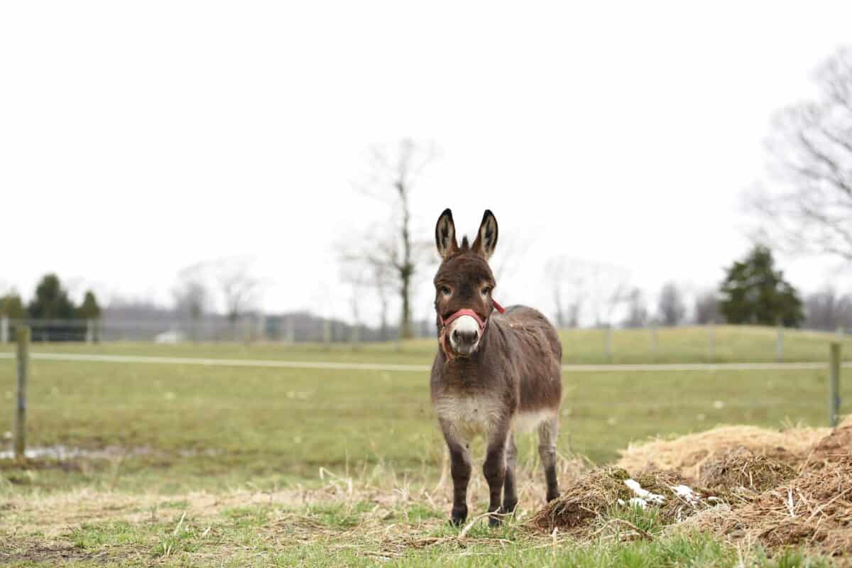 A healthy donkey on a farm.