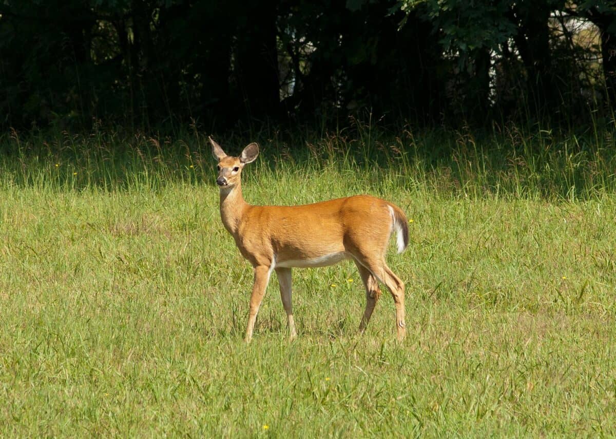 A deer standing on the grass field.