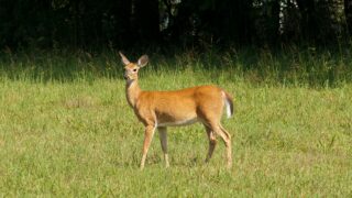 A deer standing on the grass field.