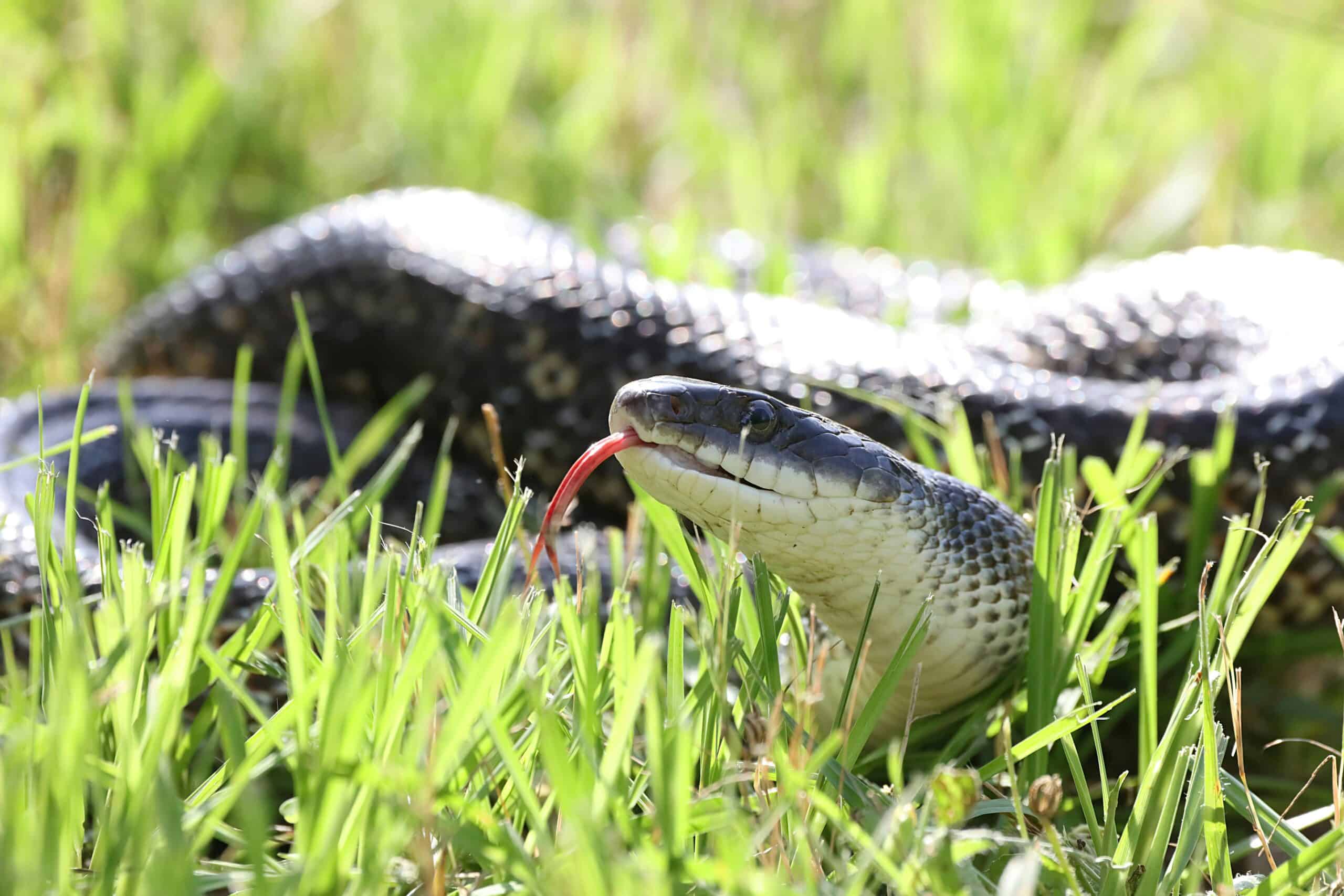 10 Ways to Snake-Proof Your Yard - Animals Around The Globe