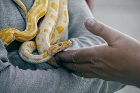 The Truth About Snakes in Your Backyard &ndash; Friend or Foe?