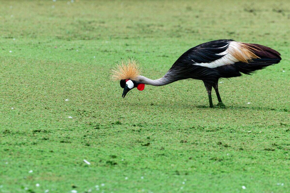 A crowned crane pecks something on the ground.