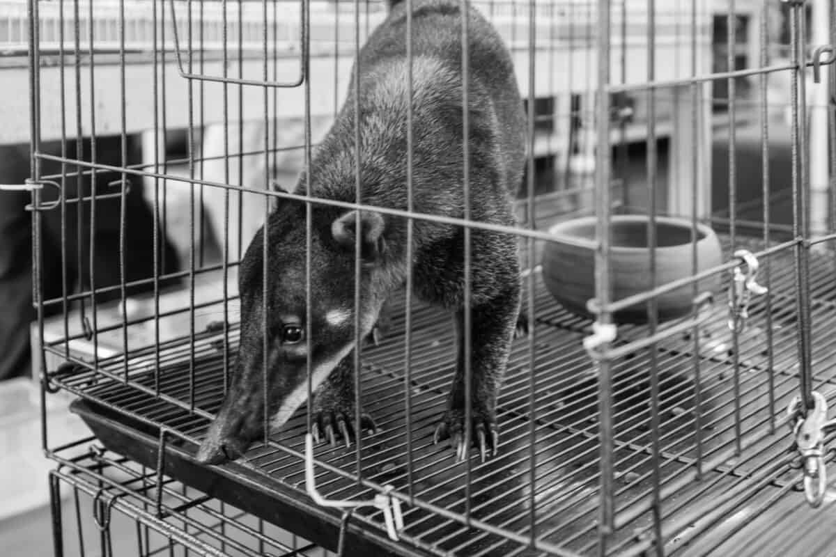 A black and white photo of a coatimundi inside a cage.