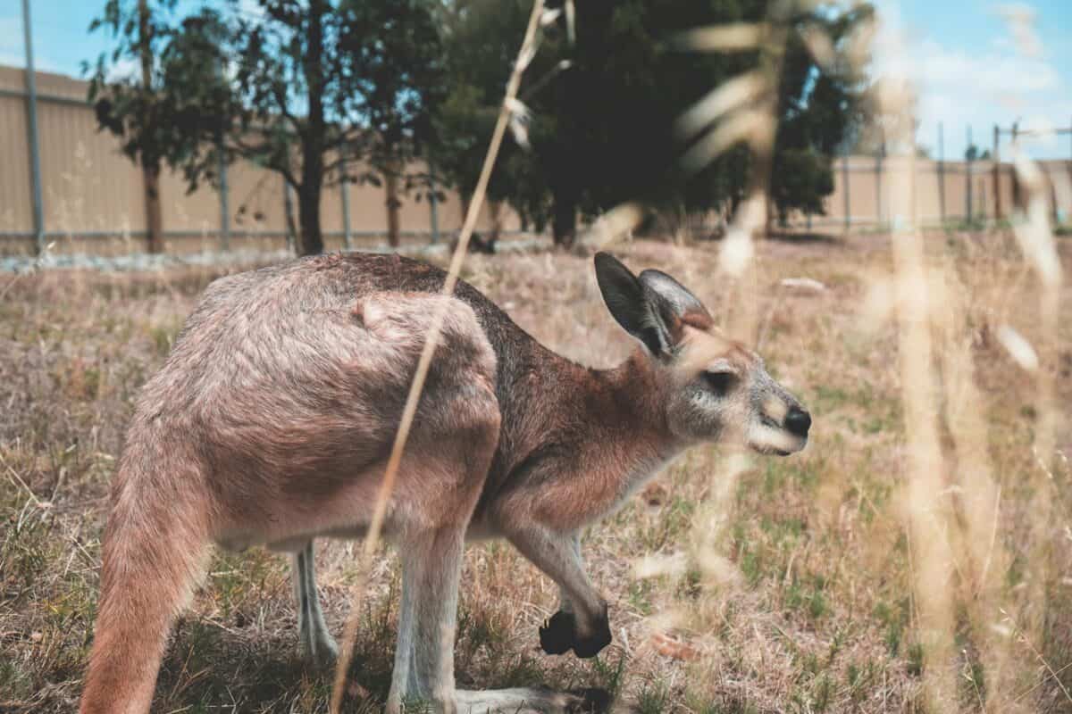 A kangaroo in an enclosure surrounded by high dry grass.