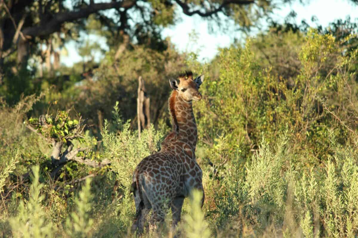 A calf wandering in the woods.