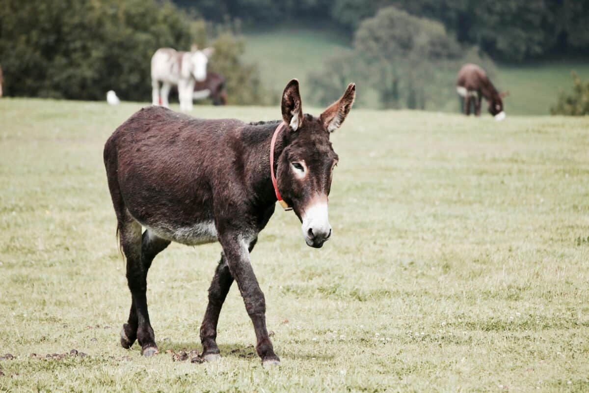 A donkey roaming on the farm with other mammals in the background.
