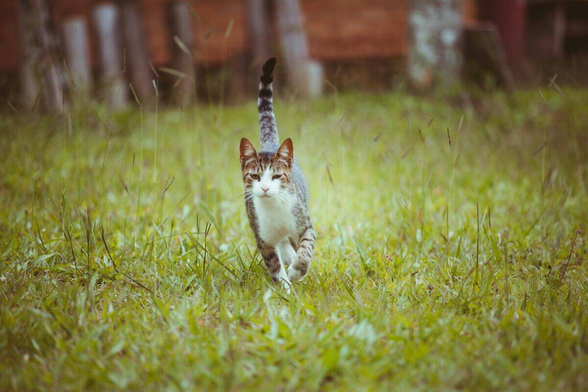 A stray cat carefully walks on the grass.