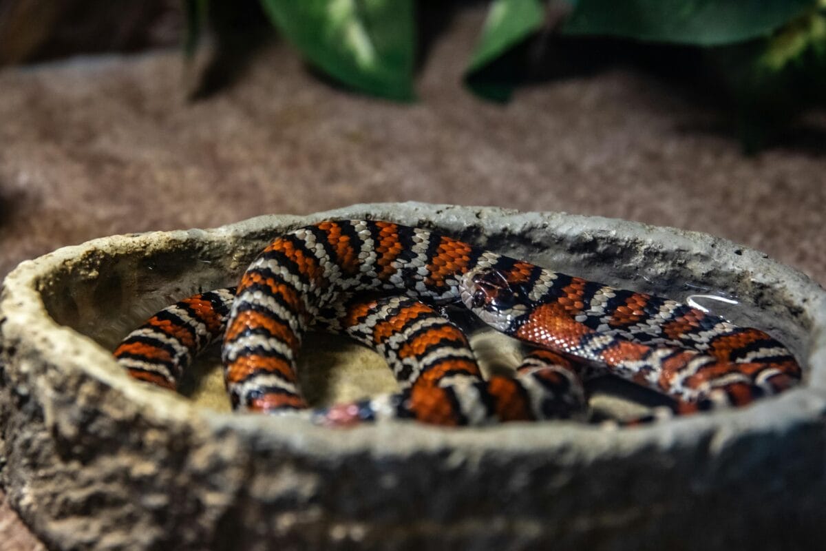 A close-up photo of a kingsnake.