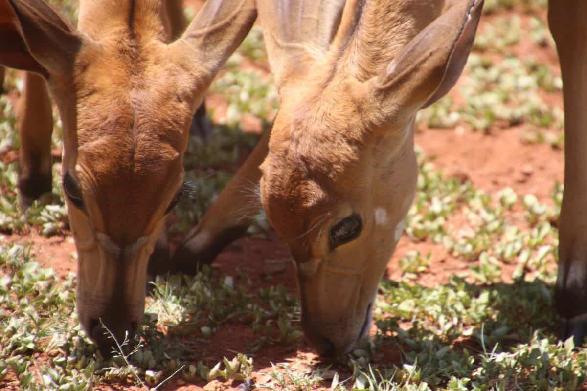 Fawns having a great time eating grass.