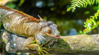 An iguana taking a rest on a branch of a tree.