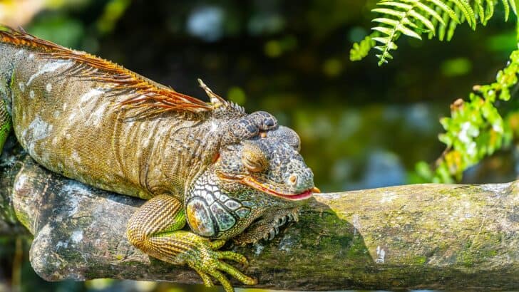 Iguana Fell and Hit Florida Man in the Face During Cold Snap