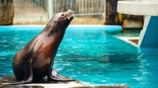 A sea lion in an aquatic environment.
