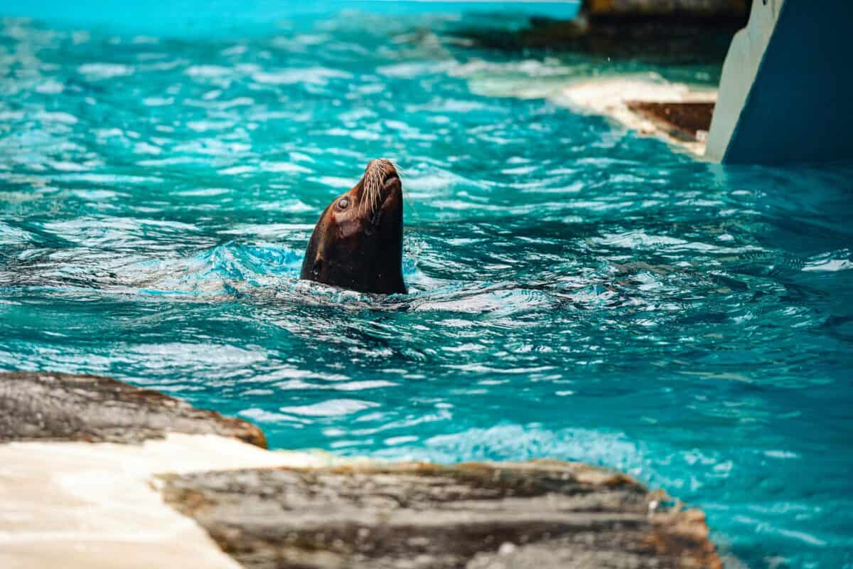 A sea lion swimming in a pool.