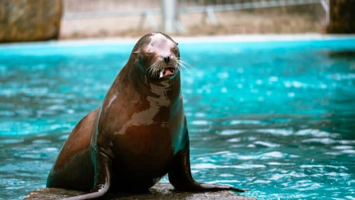 The Truth About Orca &ldquo;Gangs&rdquo; Raiding Sea Lion Colonies
