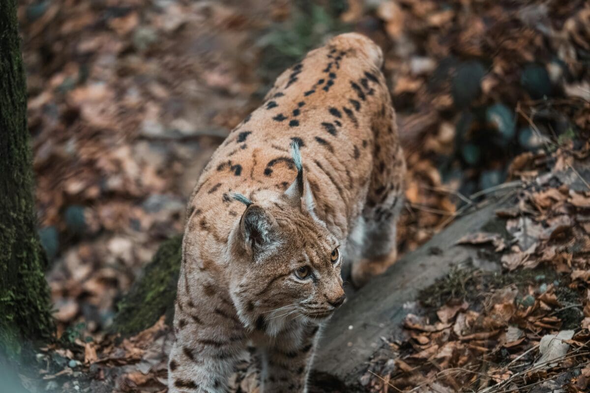 A bobcat roaming in the woods.