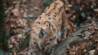 A bobcat roaming in the woods.