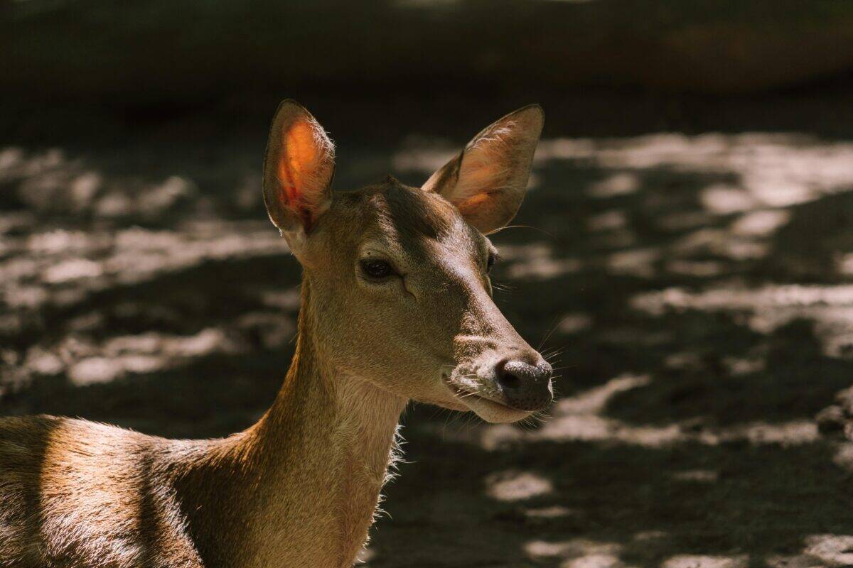 A close-up headshot of a deer.