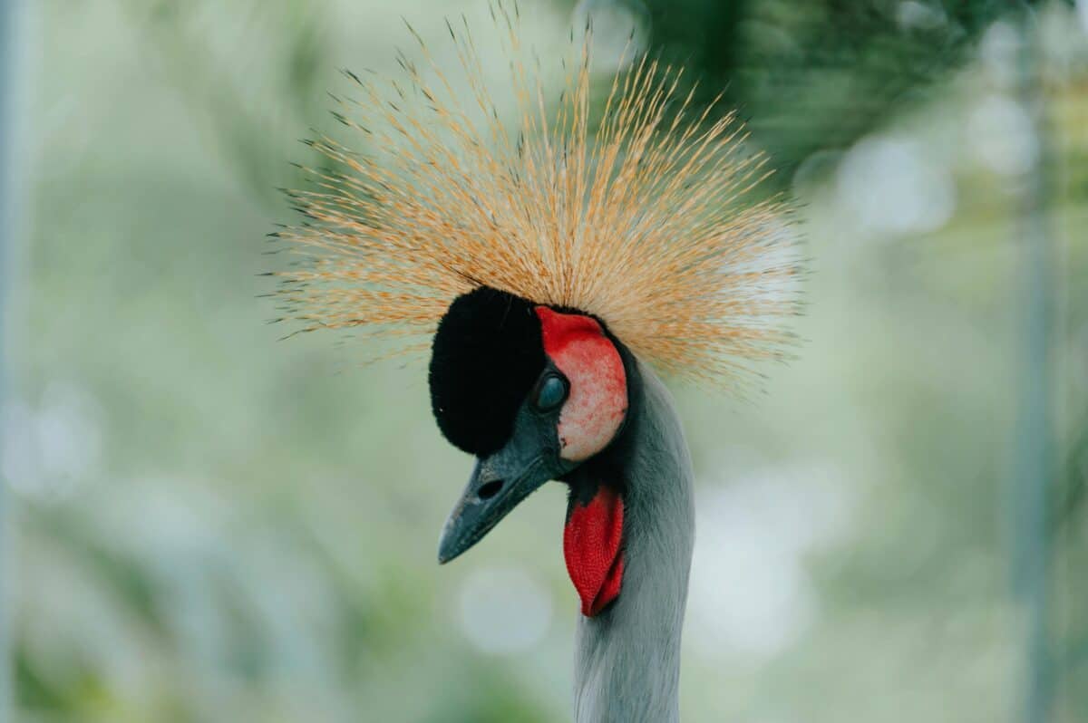 A close-up headshot of a crowned crane.
