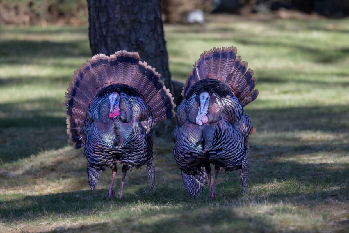 Two turkeys under the shade of a tree.