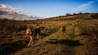 Dogs of various breeds running away.