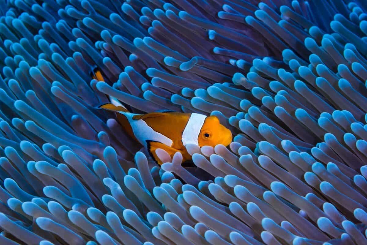 A clown fish surrounded by sea anemones.