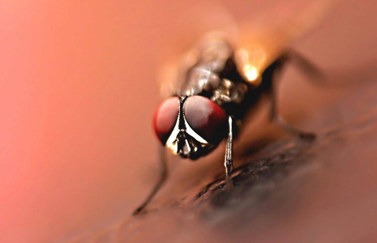 A cinematic photo of a fly in a defensive mode.