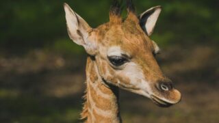 A close-up head shot of a young giraffe.