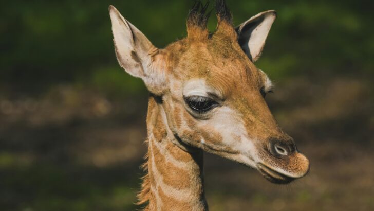 Surprise Baby Giraffe Titali Born at Maryland Zoo