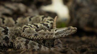 A close-up photo of a rattlesnake.