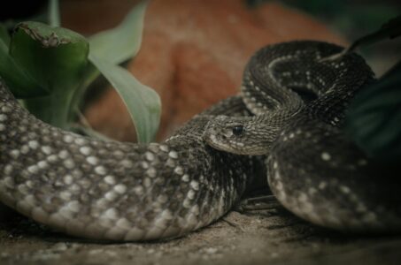 The Misunderstood Lives of Rattlesnakes