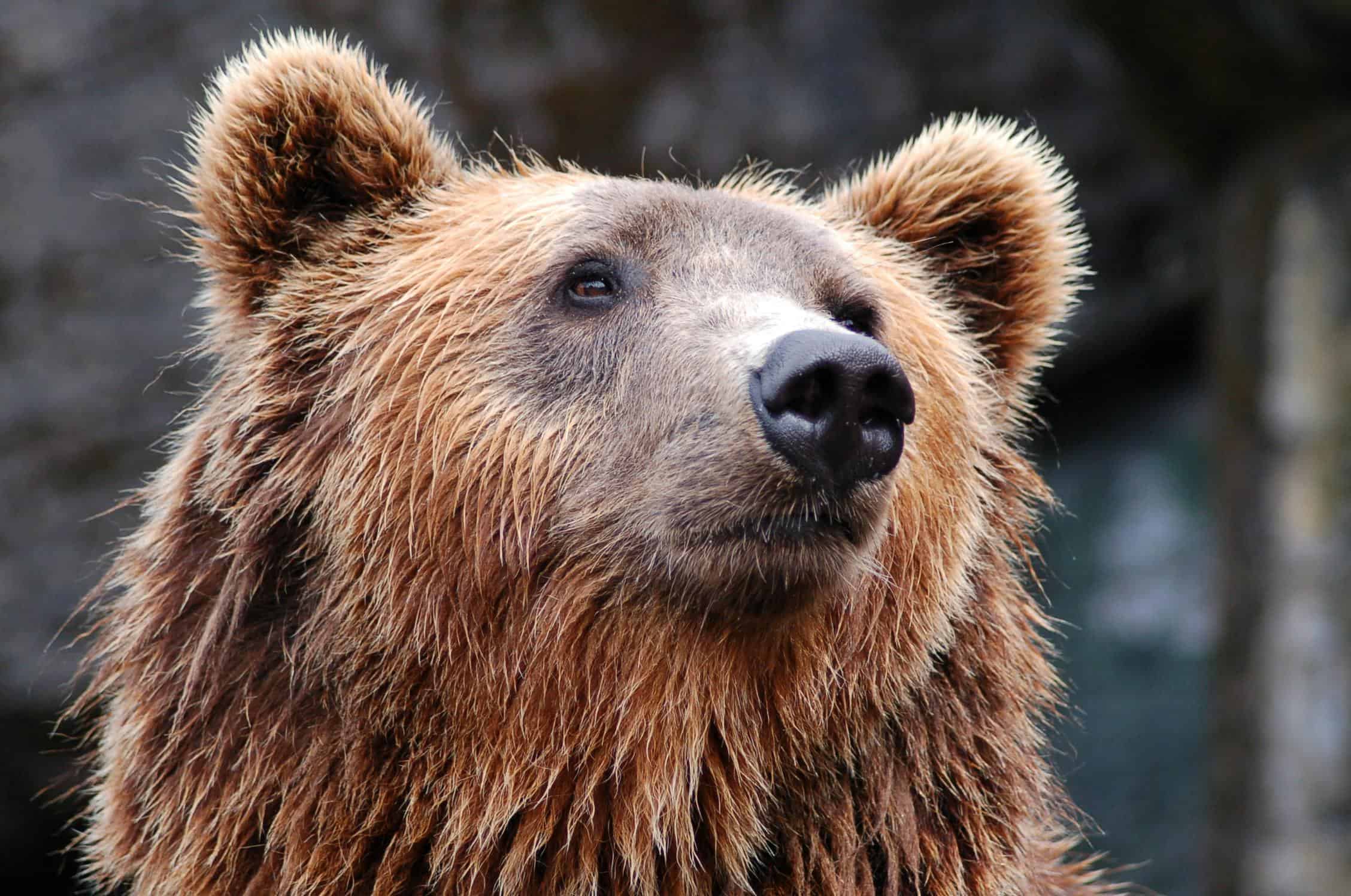 A close-up photo of a brown bear.