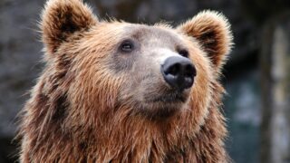 A close-up photo of a brown bear.