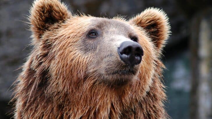 Bear Hit by Truck During Early Morning Commute