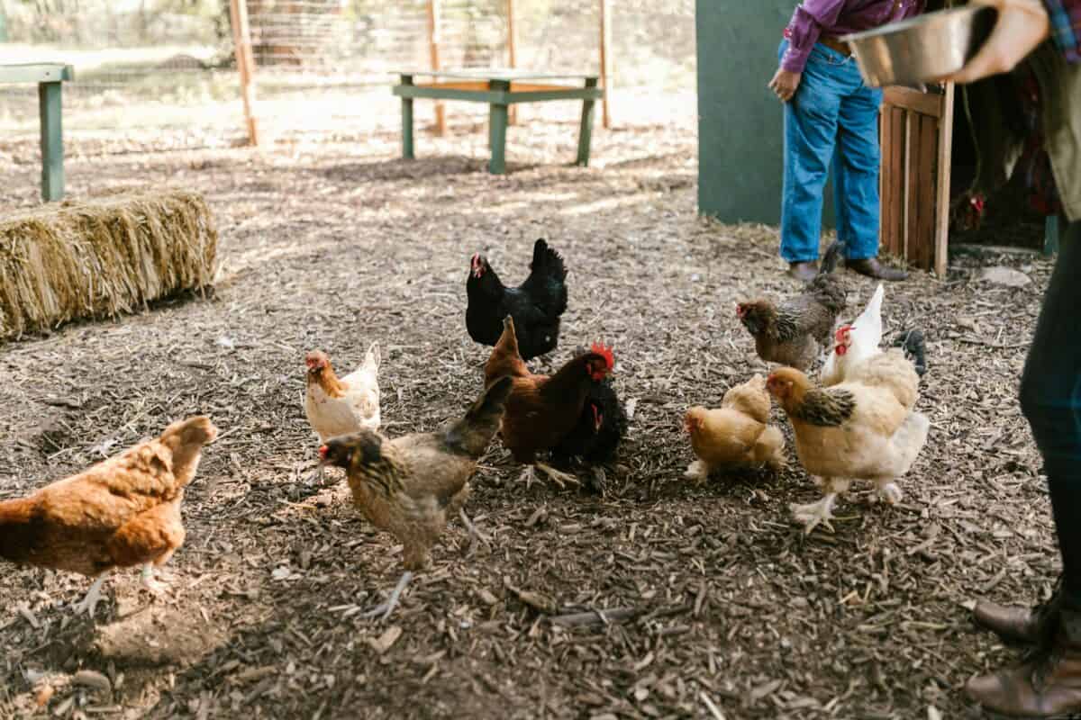 A chicken coop in a poultry farm.
