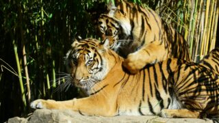 Fully-grown tigers resting after a long day.
