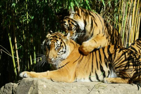 Rare Sumatran Tiger Sisters Join Houston’s Downtown Aquarium