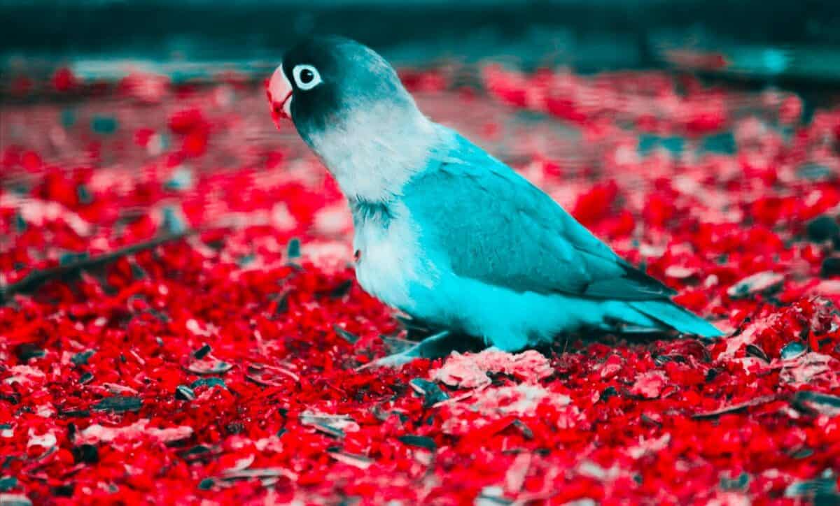 A parakeet surrounded by red petals.