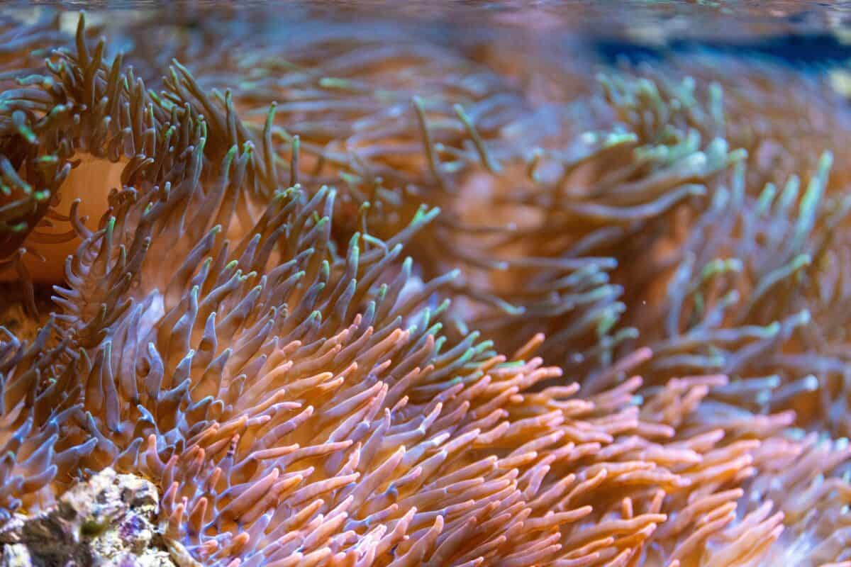 Vibrant anemones underwater view.