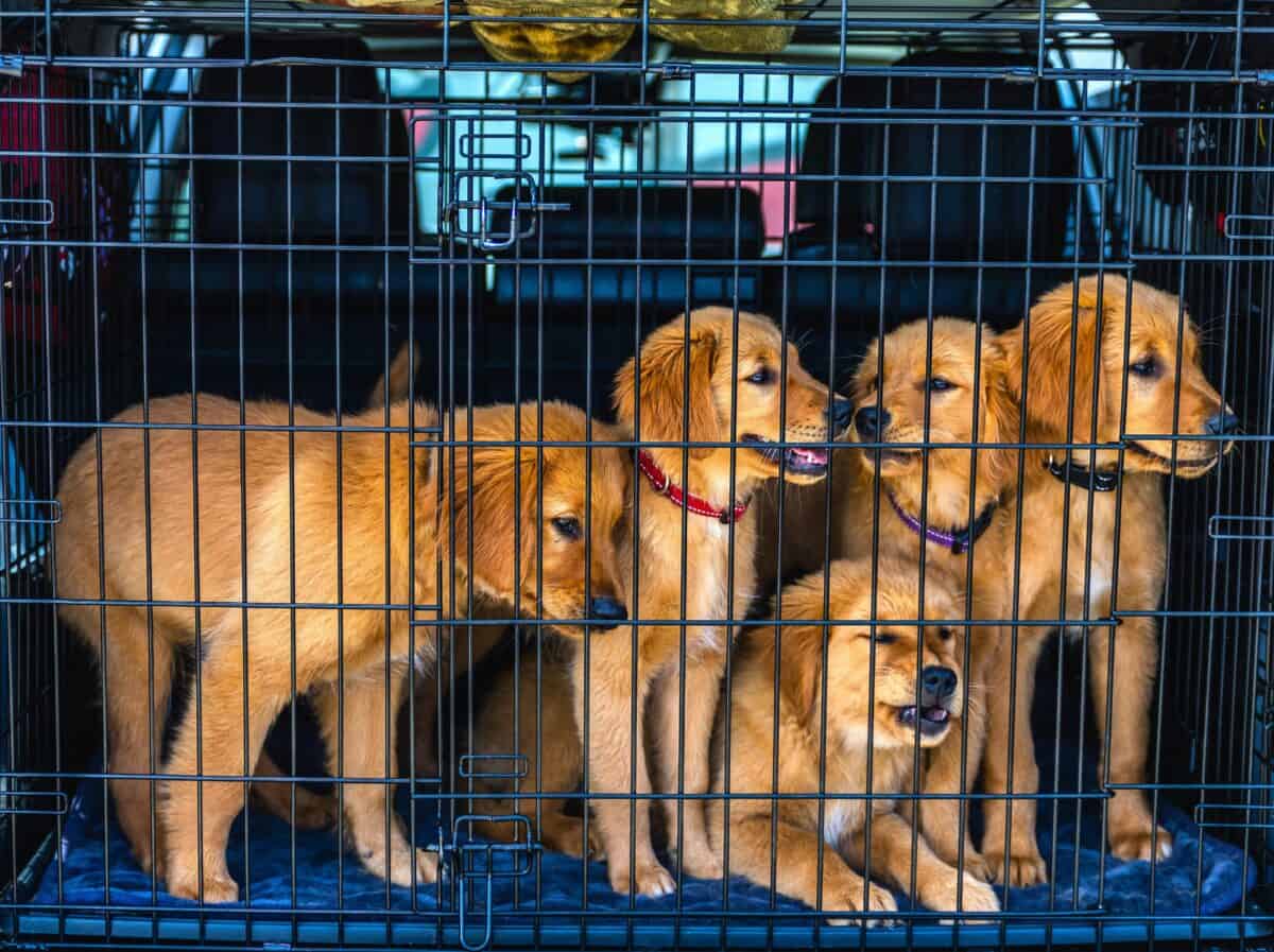 Dogs were caged while being transported by a vehicle.