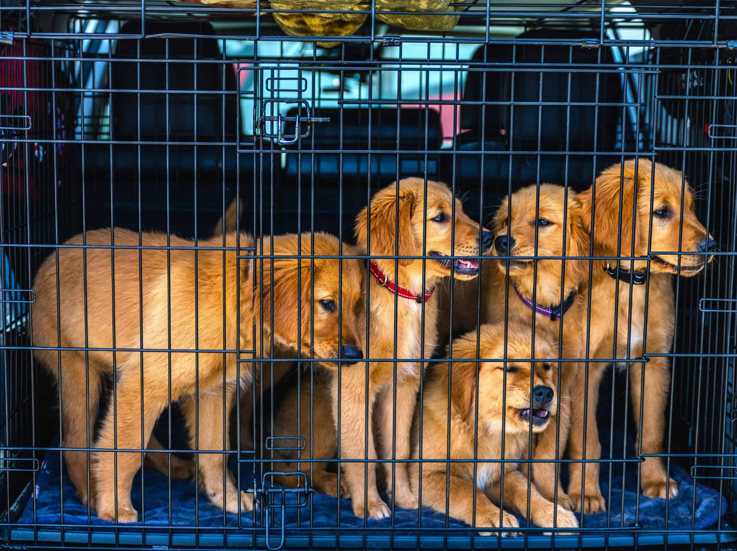 Dogs were caged while being transported by a vehicle.
