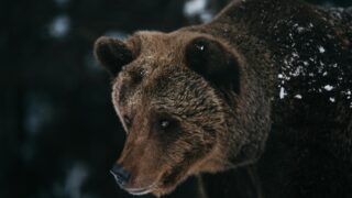 A huge bear in a snowy place.