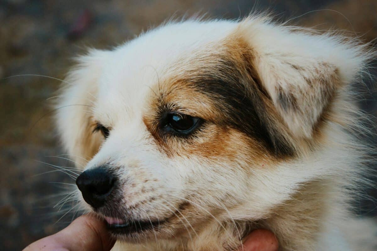 A puppy being caressed by a hand.