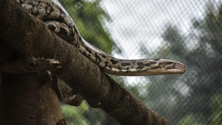Python Hunters Capture 9-Foot Invasive Snake in Florida Canal