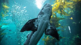 A glimpse of marine life underwater.