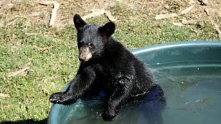 A black bear cub enjoying an afternoon bath.