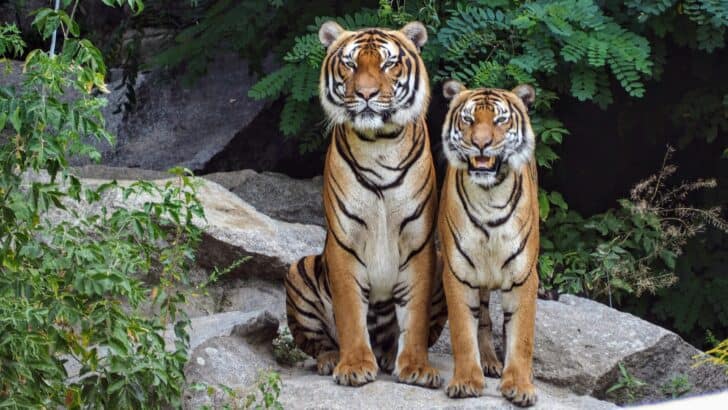 What Happens If You Stare Down a Wild Predator?